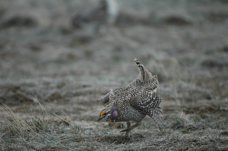 Male Sharp-tailed Grouse display-1