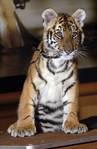 Bengal Tiger cub photo