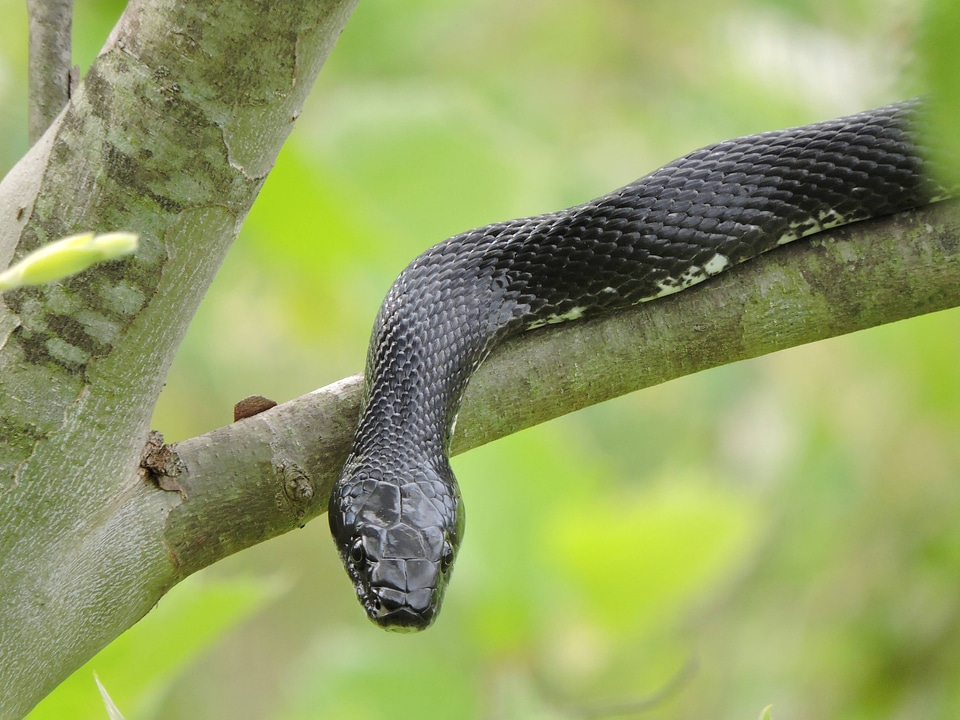 Black rat snake-1