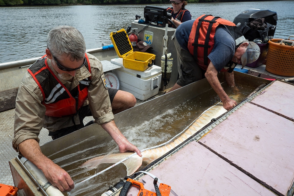 Biologists measure a Gulf sturgeon in river