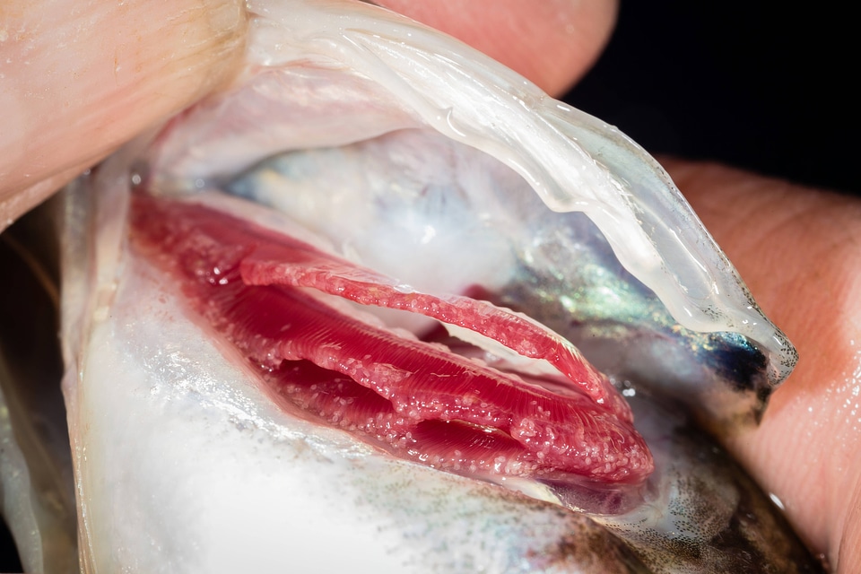 Glochidia on bass gill-2