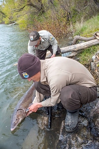 USFWS Fisheries workers prepare to release Lake sturgeon-2