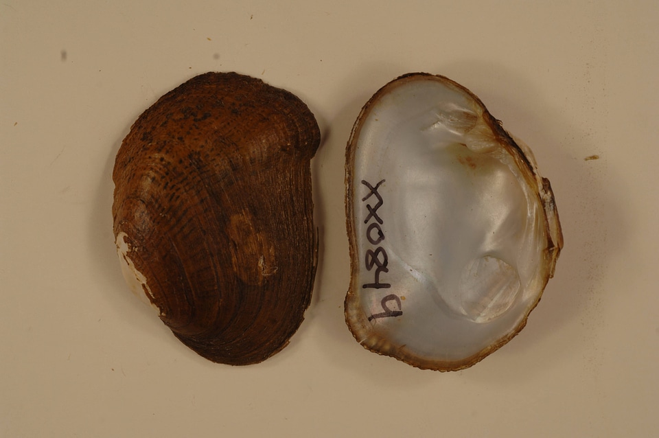 Epioblasma brevidens-1