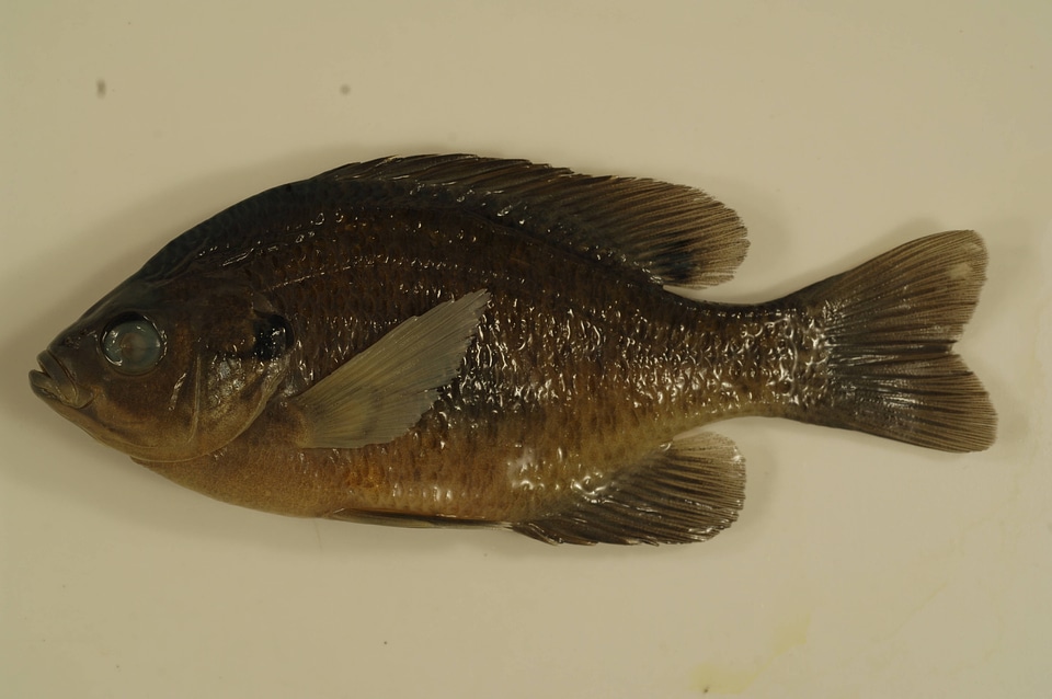 Lepomis macrochirus-2