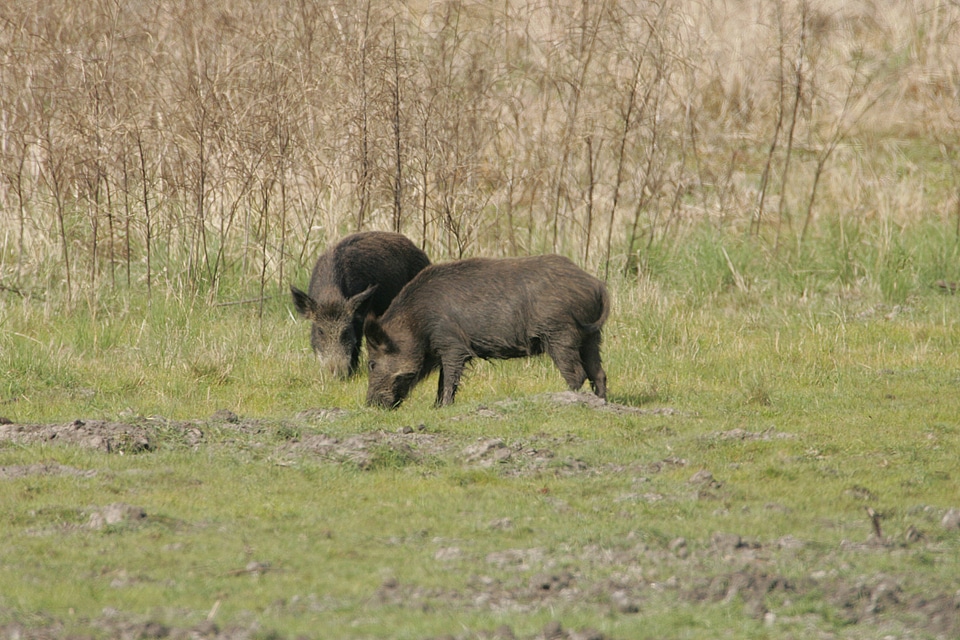 Feral pigs at Aransas National Wildlife Refuge