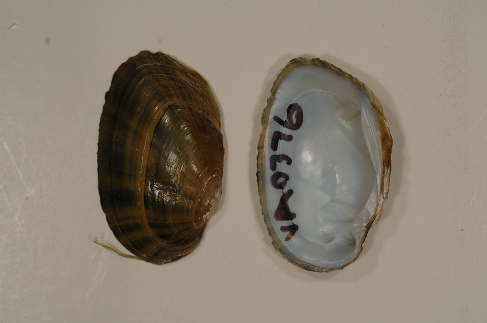 Ortmanniana ligamentina-1