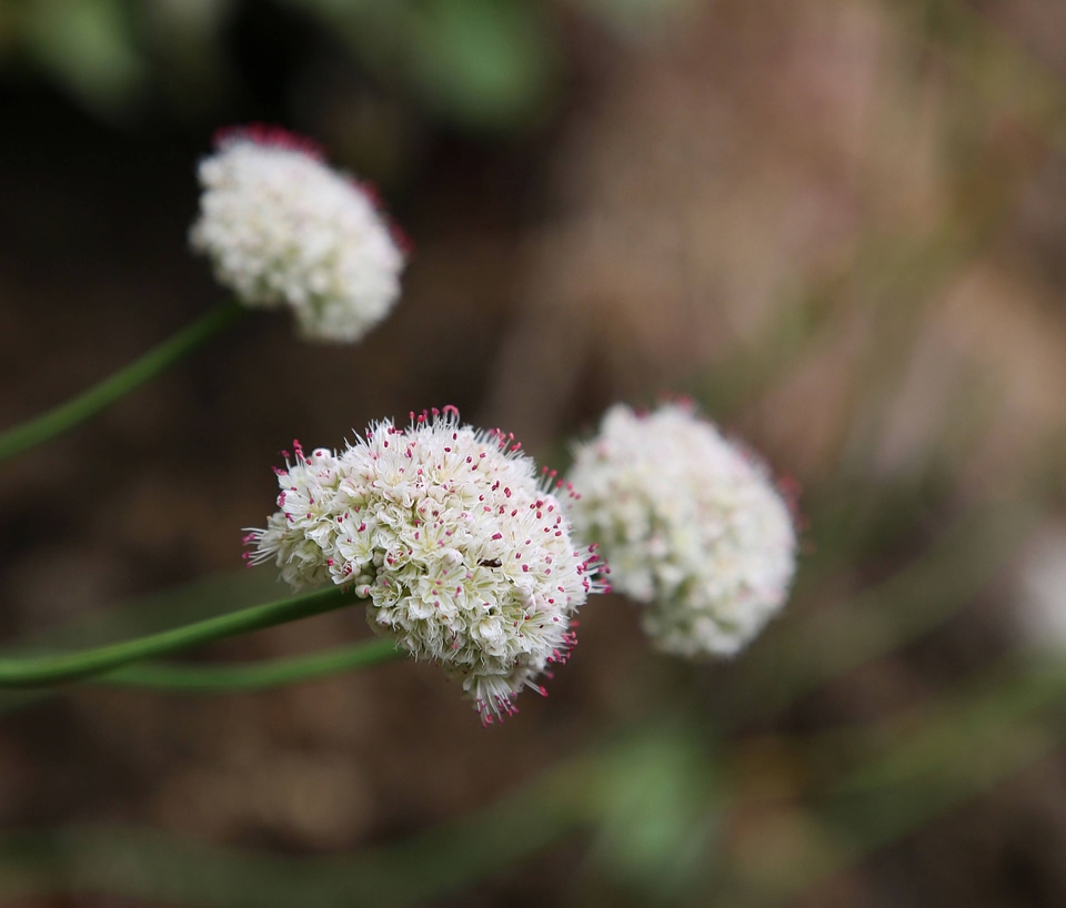 Eriogonum latifolium