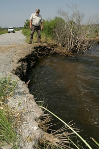 Climate impacts to Alligator River National Wildlife Refuge-1