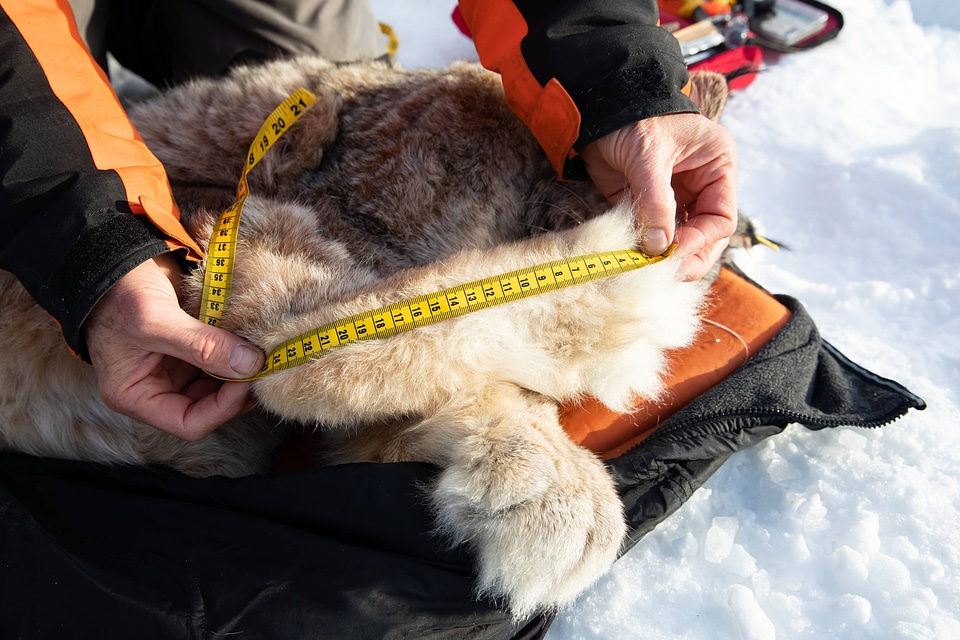 Collecting measurements of a sedated lynx
