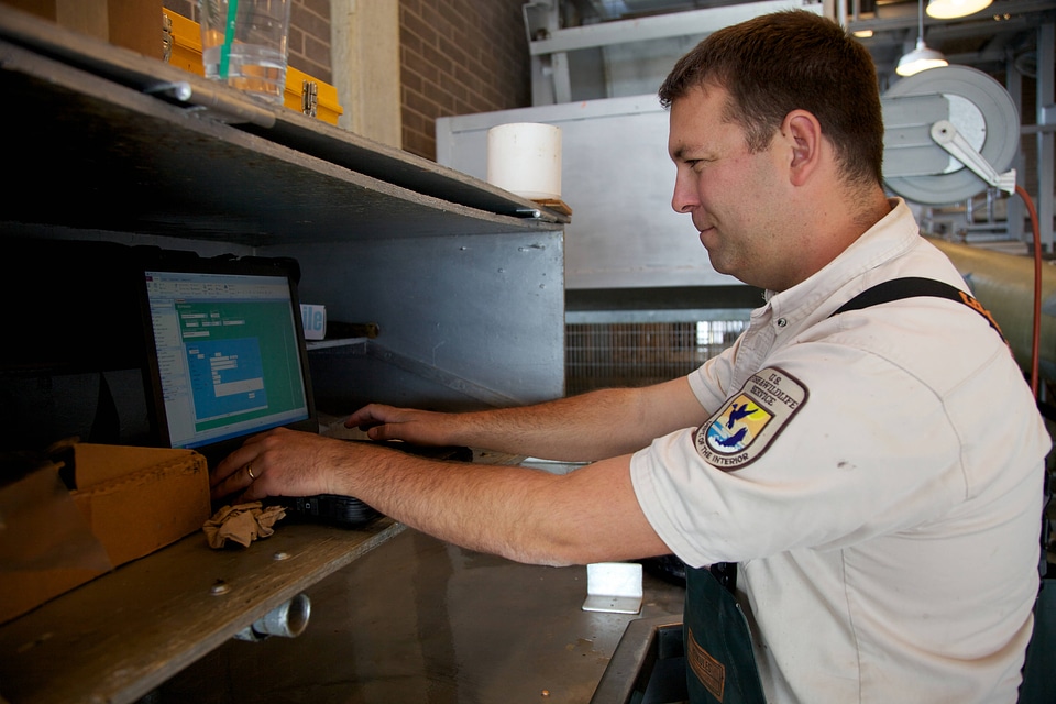 Service fish marking team member evaluates salmon
