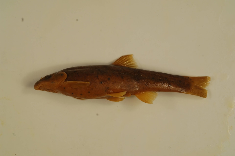 Rhinichthys cataractae-1