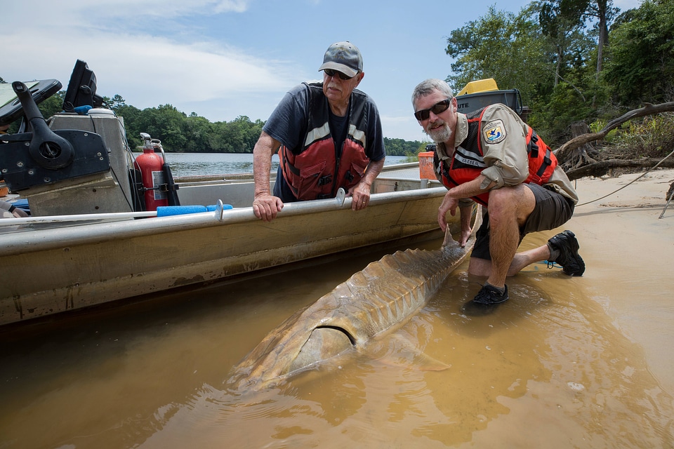 Biologists process a Gulf sturgeon in river