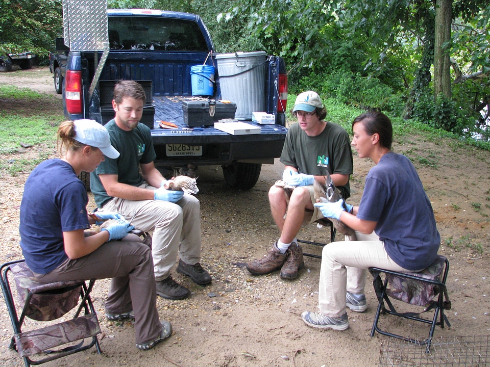Mallard duck banding