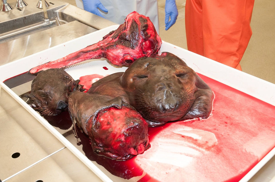 Marine Mammal Stranding Course at NCTC-1