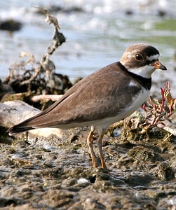 Semipalmated Plover-1 photo