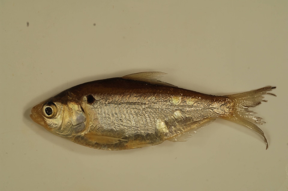 Dorosoma petenense