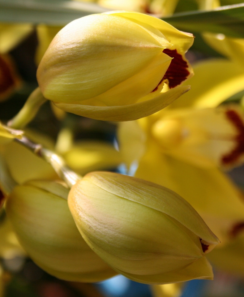 Petals soft delicate