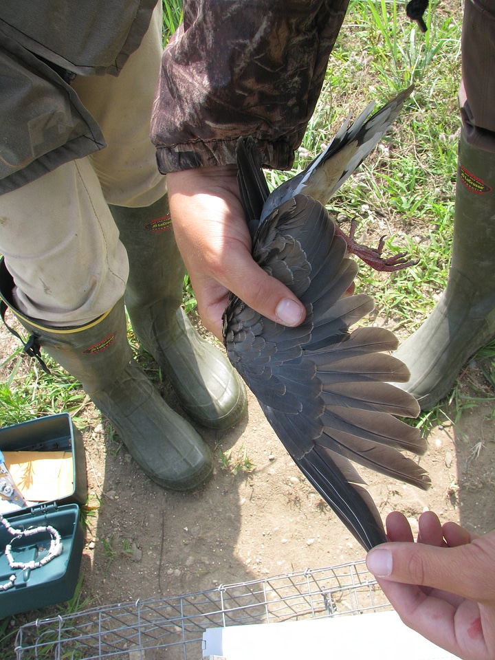 Mourning dove banding