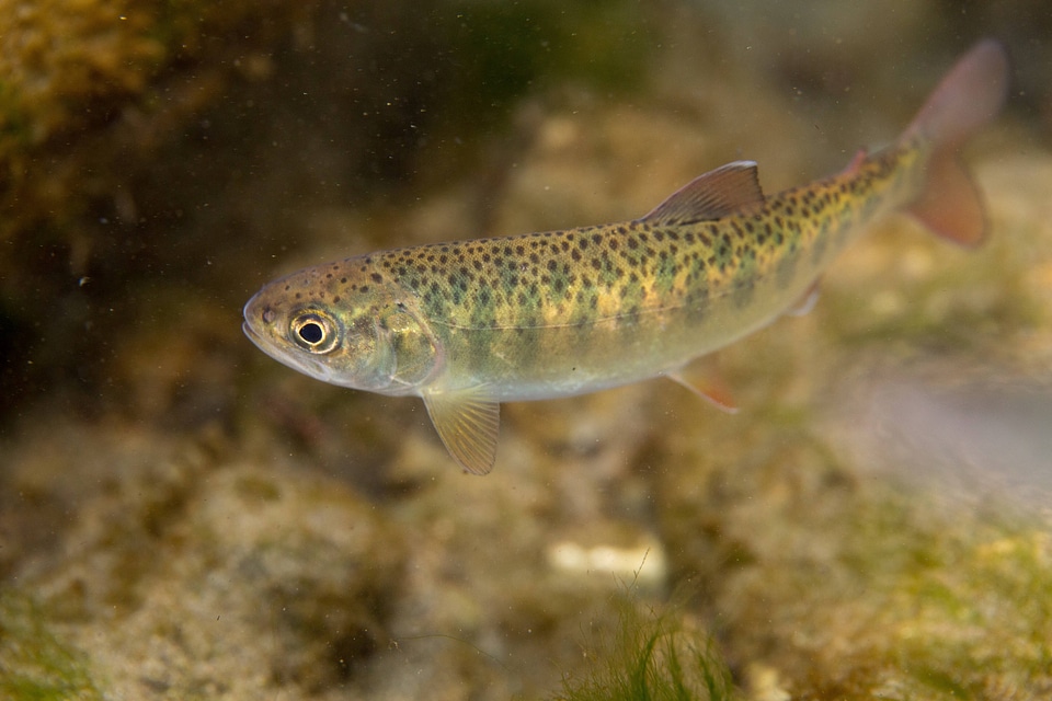 Juvenile Rainbow trout-1