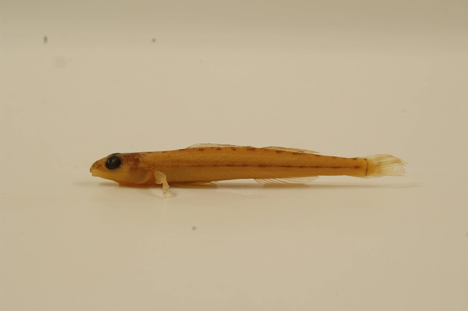 Ammocrypta pellucida-1