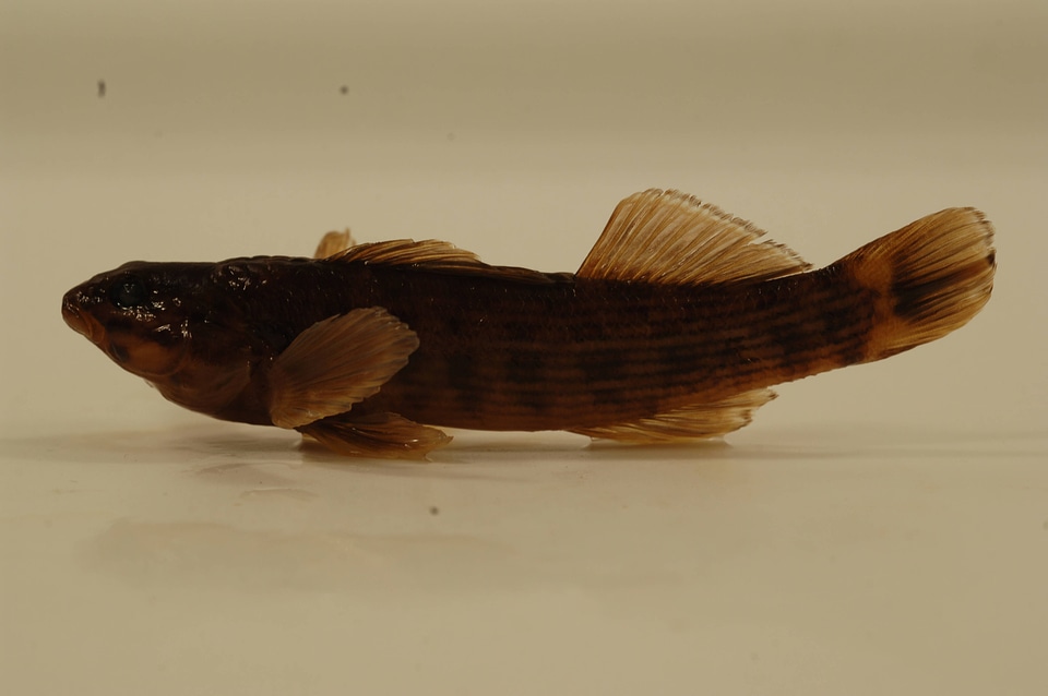 Etheostoma rufilineatum-3