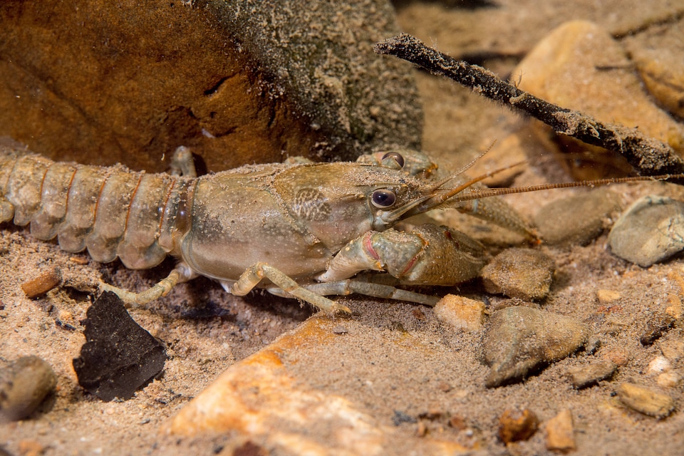 Allegheny Crayfish-2