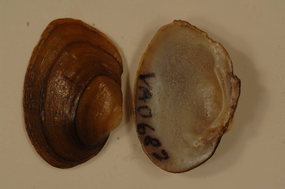 Pleuronaia barnesiana-1