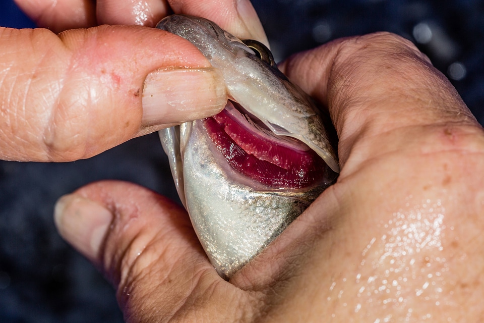 Glochidia on bass gill-2