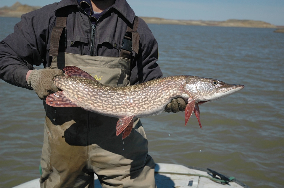 Service biologist displays a Northern pike