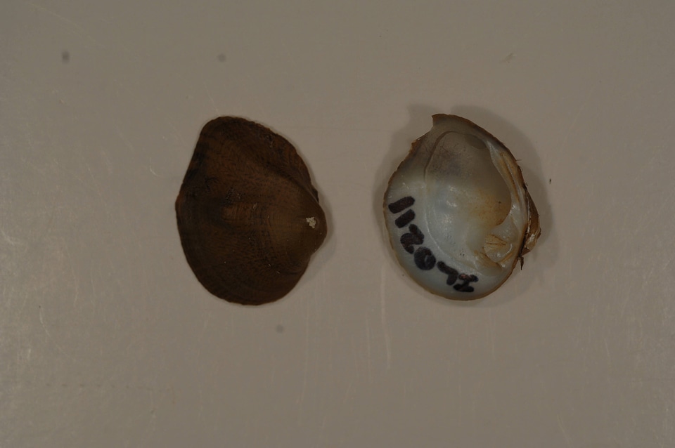 Obliquaria reflexa-1