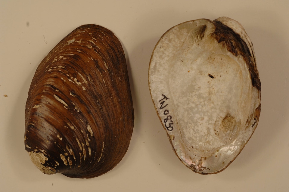 Pleuronaia dolabelloides