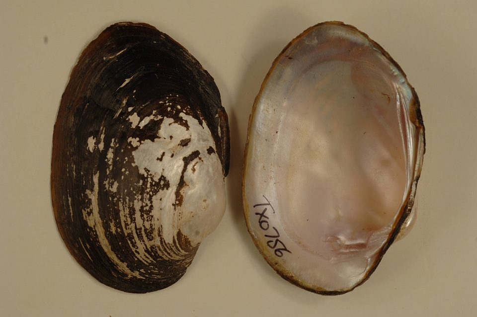 Cyrtonaias tampicoensis