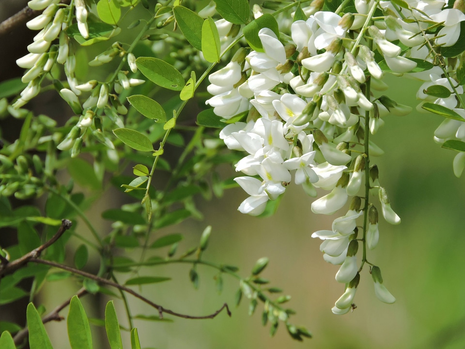 Black locust flowers
