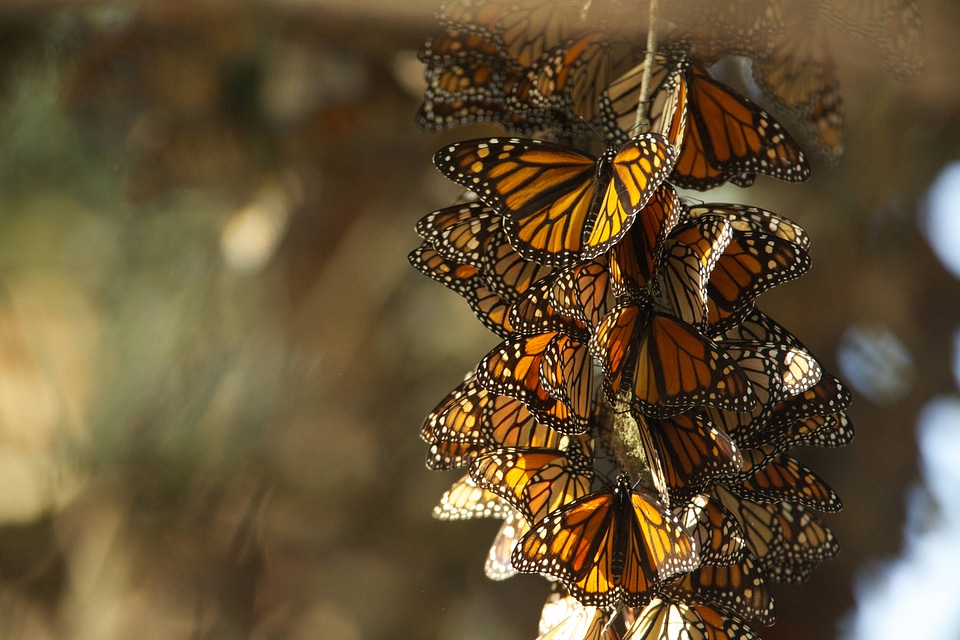 Monarch butterflies-2