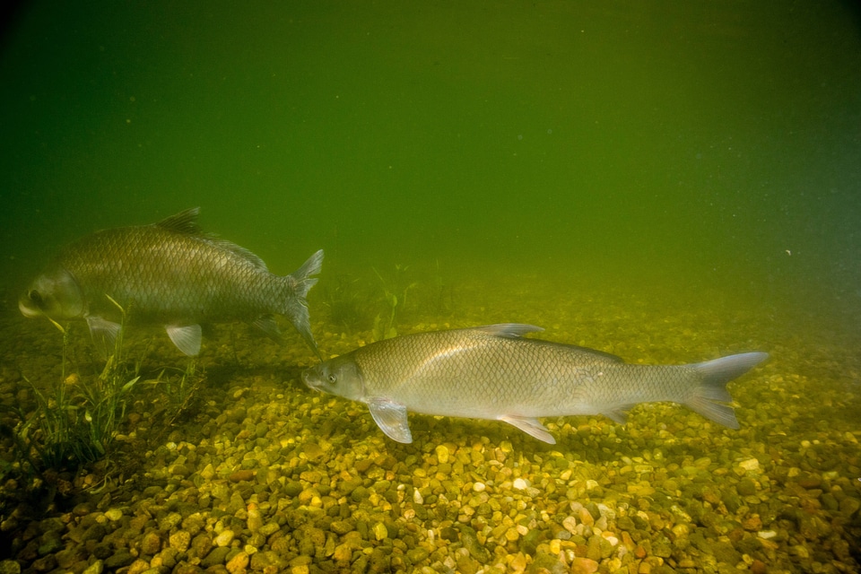 Blue Sucker and Smallmouth buffalo-1