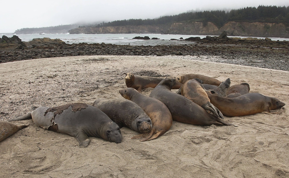 Northern elephant seals