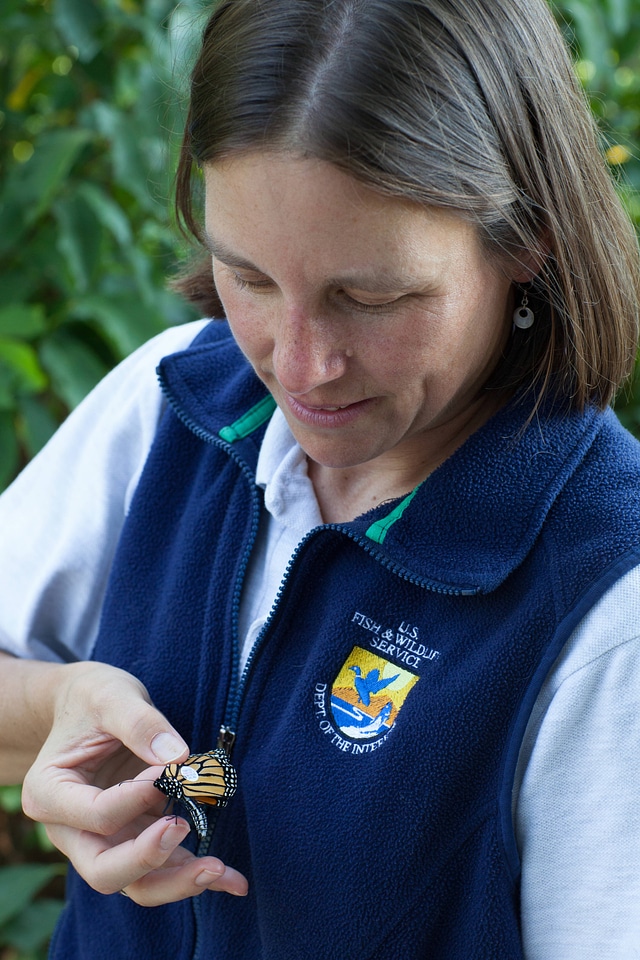 Monarch butterfly being tagged