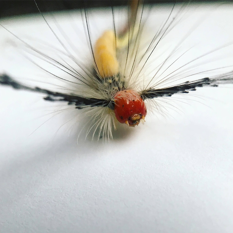 White-marked tussock moth caterpillar