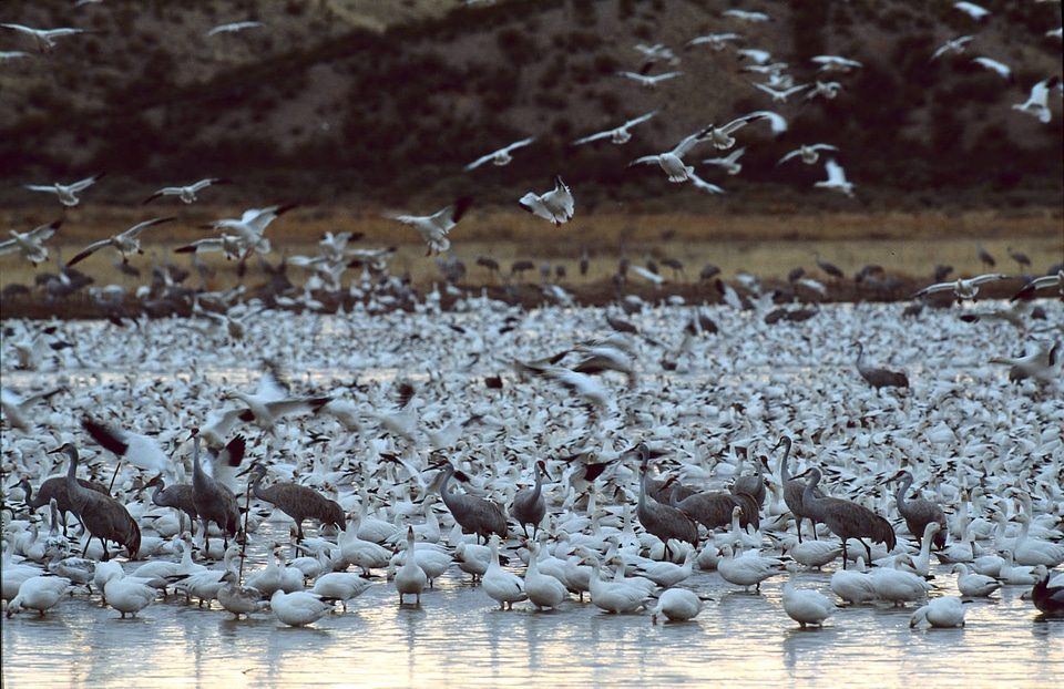 Flock of Snow Geese and various shorebirds