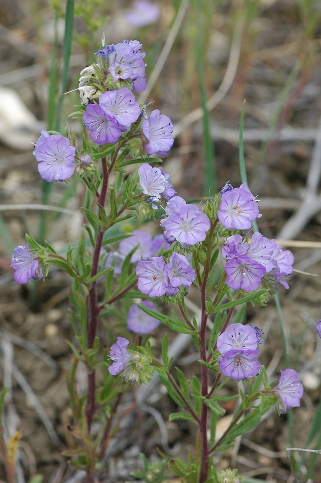 Threadleaf phacelia