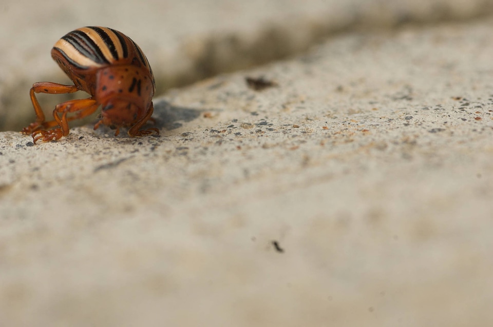 Colorado potato beetle-2