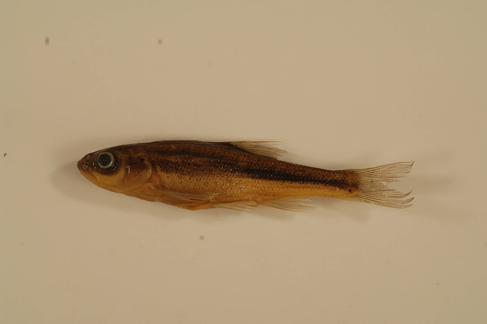 Richardsonius egregius