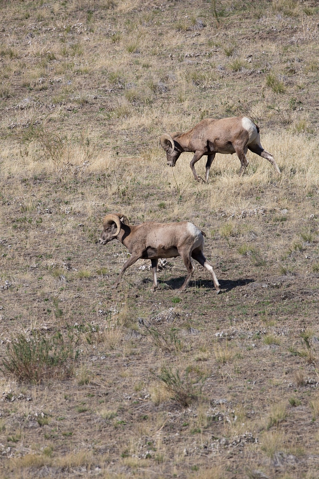 Bachelor group of rams walk a hillside-1
