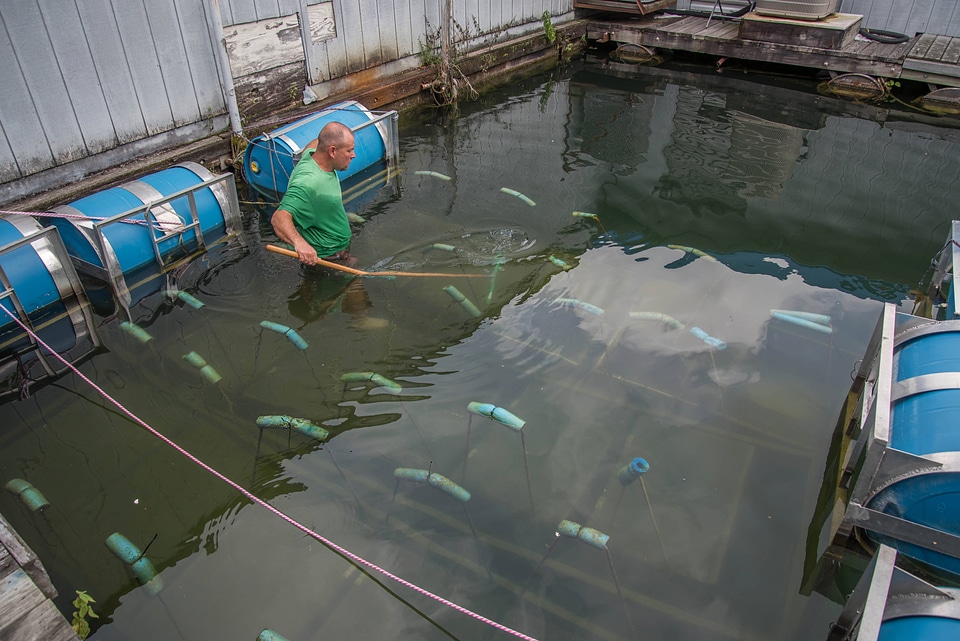 Floating mussel cages at state dock, Lake Cumberland-2