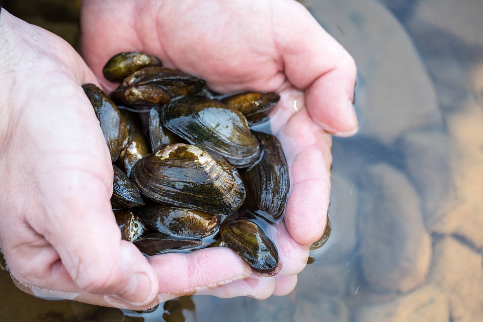  Brook floater on the Cacapon River-2