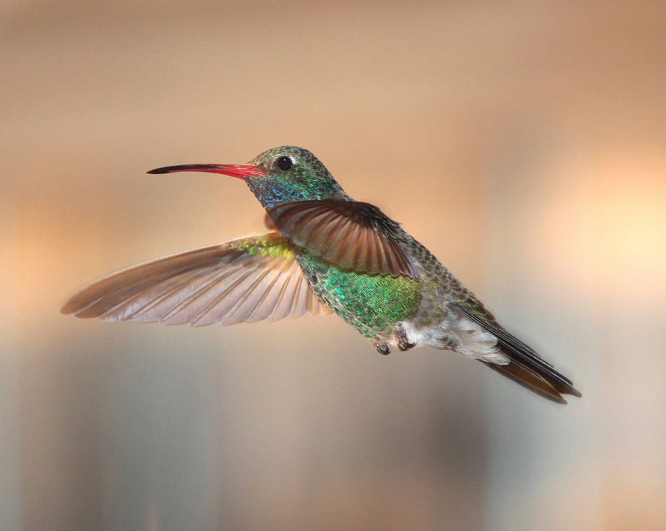 Broad-billed Hummingbird