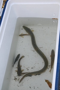 Transporting small fish back to the propagation facility