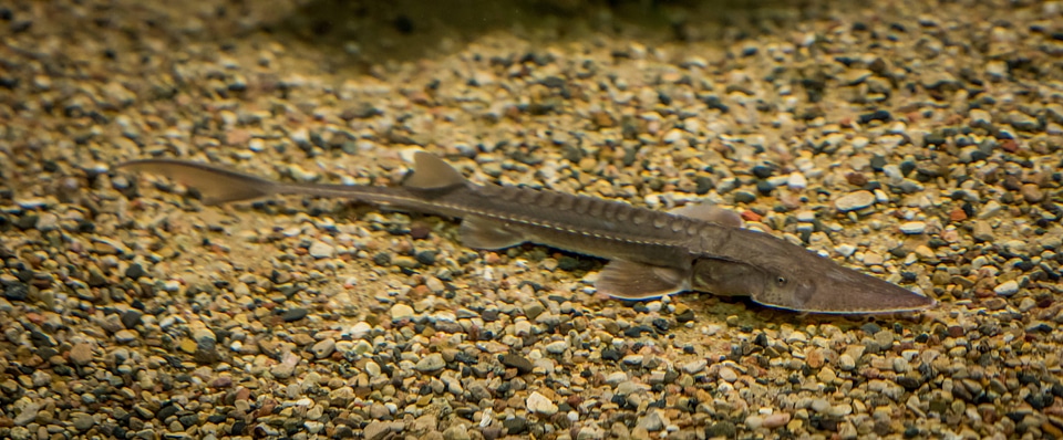 Pallid sturgeon-1
