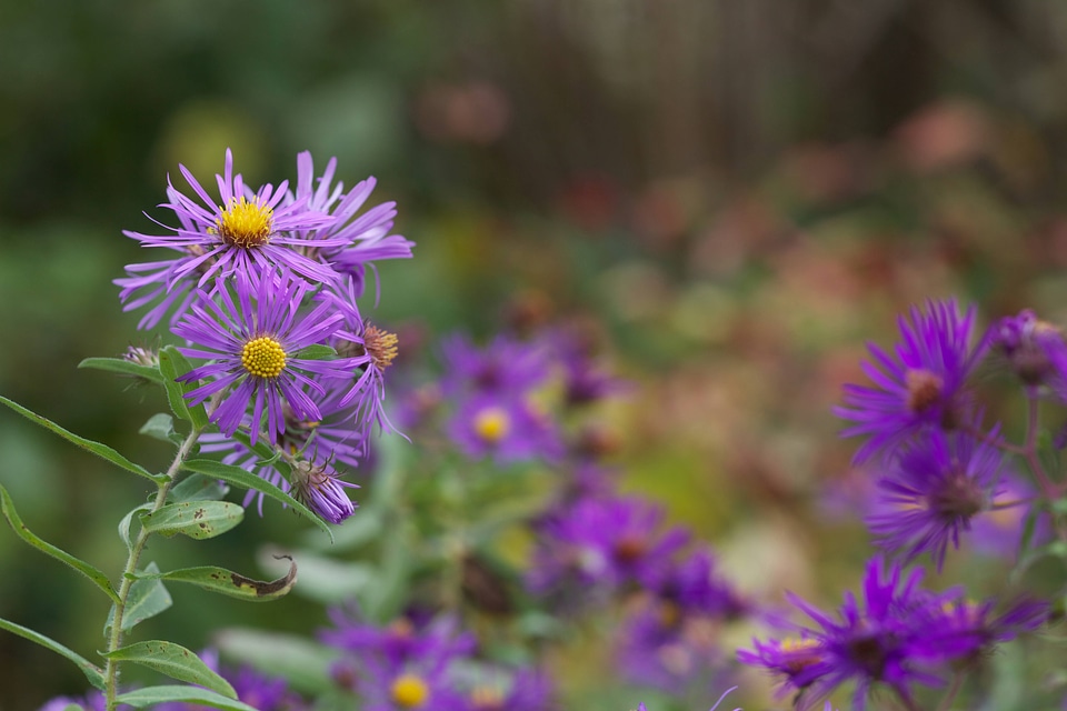 New England Aster-1