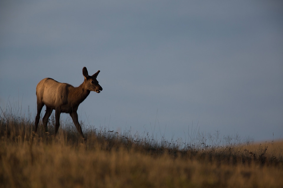 Elk calf in morning light